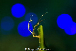 Skeleton shrimps in disco light. by Dragos Dumitrescu 